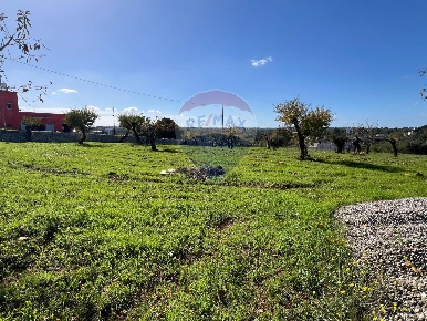 Foto Terreno agricolo a Monopoli di 6974 m² in vendita