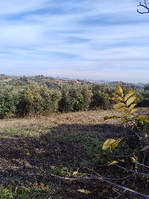 Foto Terreno agricolo a Castorano di 10000 m² in vendita