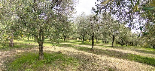 Foto Terreno agricolo a Montecorvino Pugliano di 20000 m² in vendita