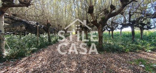 Foto Terreno agricolo a Capannori Petrognano - San Gennaro di 4000 m²