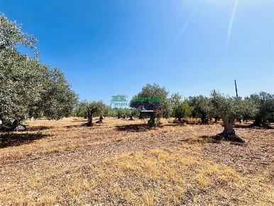Foto Terreno agricolo in Contrada Dicchiara, Chiaramonte Gulfi di 5700 m²