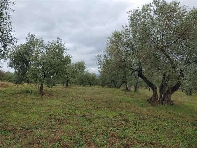 Foto Terreno agricolo a Castel Viscardo di 15310 m² in vendita
