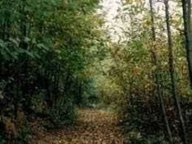 Foto Terreno agricolo a Fino Mornasco di 8100 m² in vendita