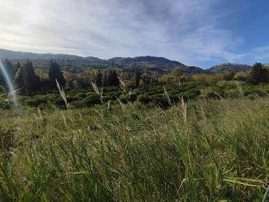 Foto Terreno agricolo in e90, Squillace di 18440 m² in vendita