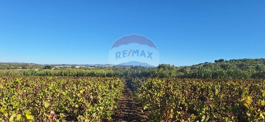 Foto Terreno agricolo in Contrada Buonivini, Noto di 14060 m² in vendita