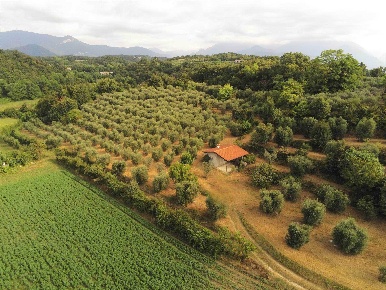 Foto Terreno agricolo in Via Pizzamala, Puegnago del Garda di 13000 m²
