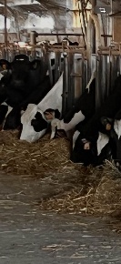 Foto Cessione attività a Novellara Centro di 4000 m² con 7 locali