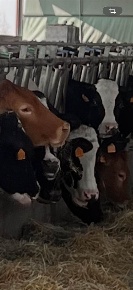 Foto Cessione attività a Novellara Centro di 400 m² con 7 locali in vendita