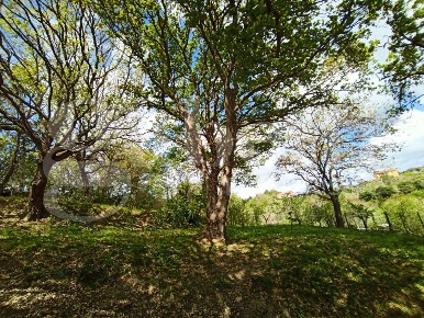 Foto Villa unifamiliare in Contrada MUZZANI 1, Borgia Centro di 50 m²