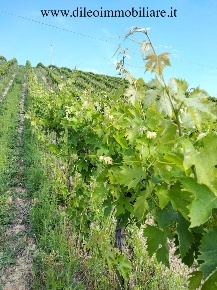 Foto Terreno agricolo a Montefiore dell'Aso di 34180 m² in vendita