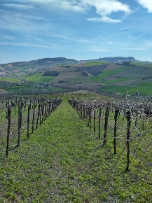 Foto Terreno agricolo a Montefiore dell'Aso di 34180 m² in vendita