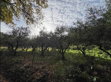Foto Terreno agricolo in Via Dei tre Comuni 9, Casale Marittimo di 8112 m²