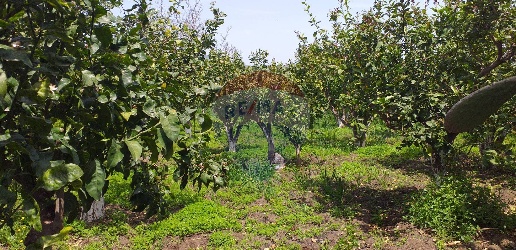 Foto Terreno agricolo in via civi, Fiumefreddo di Sicilia di 11500 m²