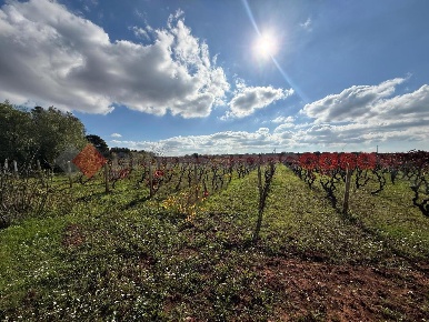 Foto Terreno agricolo in Contrada Spina snc, Manduria di 18000 m²