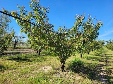 Foto Terreno agricolo a Reggello di 320 m² in vendita