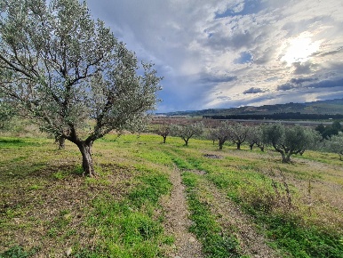 Foto Terreno agricolo in Viale Europa, Catanzaro Germaneto di 6500 m²