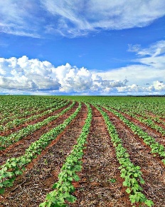 Foto Terreno agricolo a Roncade Centro di 50000 m² in vendita