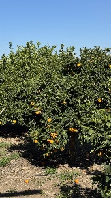 Foto Terreno agricolo a Scordia di 8182 m² in vendita