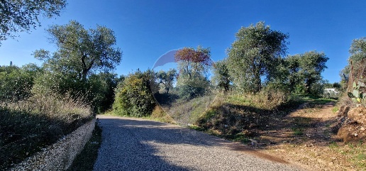 Foto Terreno agricolo in Località Reginella, Vieste di 7500 m² in vendita