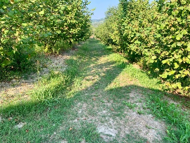 Foto Terreno agricolo in Borgata Pianezzo 102, Dogliani di 60000 m²