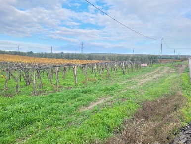 Foto Terreno agricolo in S P 96, Cerignola di 14500 m² in vendita