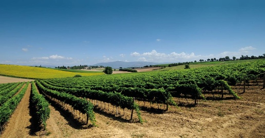 Foto Terreno agricolo a Cortona in vendita
