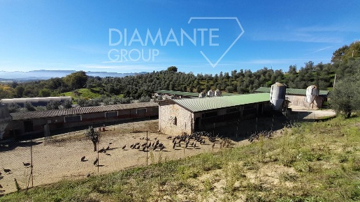 Foto Cessione attività a Arezzo San Donato - Ospedale di 2950 m² in vendita