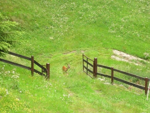 immagine annuncio 3 di 8