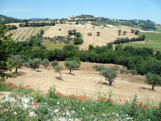 immagine annuncio 6 di 11