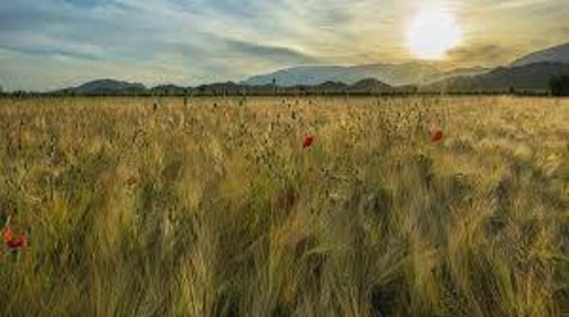 Foto Terreno agricolo a Orvieto Torre San Severo in vendita