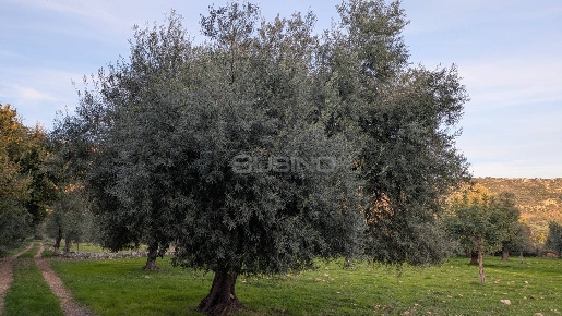 Foto Terreno agricolo in CONTRADA VILLA CESAREA, Solarino di 8635 m²