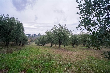 Foto Terreno agricolo a Montepulciano di 8500 m² in vendita