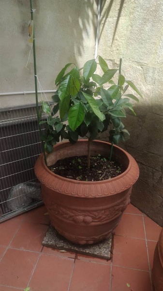 immagine annuncio 4 di 6