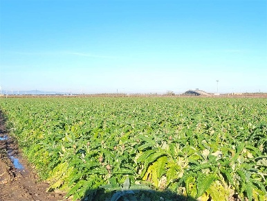 Foto Terreno agricolo in SP 68, Cerignola in vendita