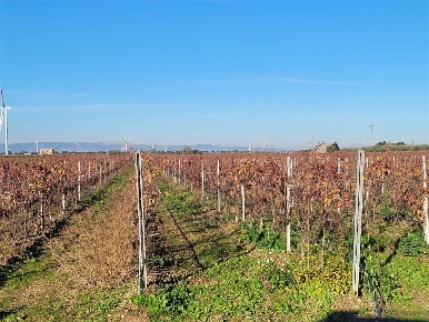 Foto Terreno agricolo in SP 68, Cerignola di 40000 m² in vendita