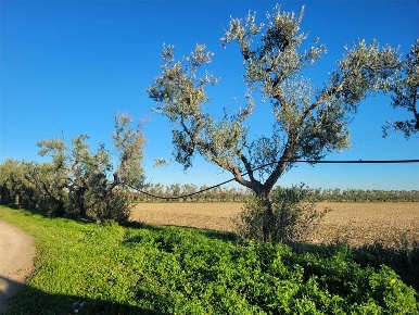 Foto Terreno agricolo in SP 72, Cerignola in vendita
