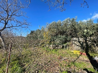Foto Terreno agricolo in via tora, Avella di 1601 m² in vendita