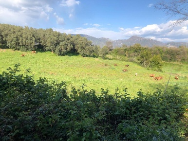 Foto Terreno edificabile in Via Colle Spinello snc, Guidonia Montecelio