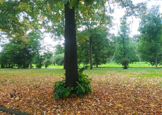 immagine annuncio 3 di 11