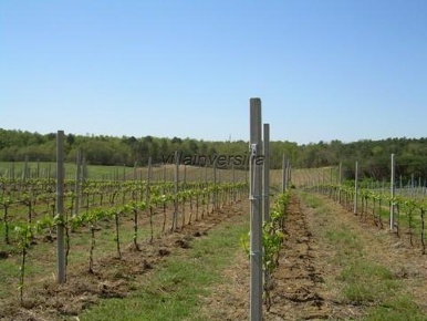 Foto Cessione attività a Castiglione del Lago Pucciarelli con 10 locali