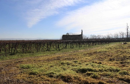 Foto Terreno agricolo a Canosa di Puglia Centro in vendita