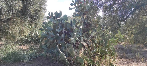 Foto Terreno edificabile in contrada Sommacco, Biancavilla di 9590 m²