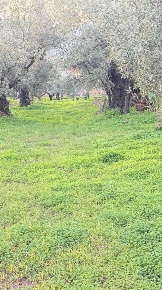 Foto Terreno agricolo in dario leone, Lamezia Terme Nicastro Sambiase
