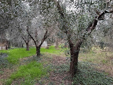 Foto Terreno agricolo a Cecina di 5280 m² in vendita