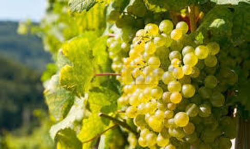 Foto Terreno agricolo a Mazara del Vallo Mazara Due, Borgata Costiera