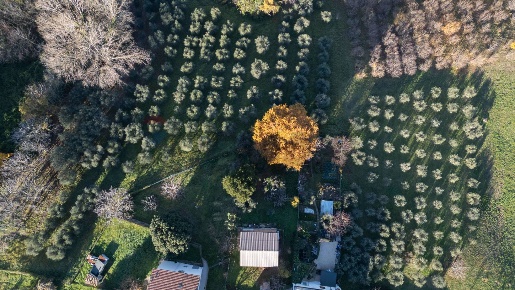 Foto Terreno agricolo in via Amendola, Montecarotto di 50000 m² in vendita