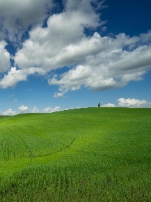Foto Terreno agricolo a Peccioli Centro di 2300 m² in vendita
