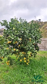Foto Terreno in CONTRADA SCHIAVA, Messina Briga - Ponte Schiavo di 2400 m²