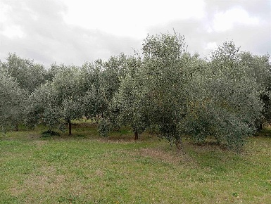 Foto Terreno agricolo a Rimini Sant'Aquilina di 9000 m² in vendita