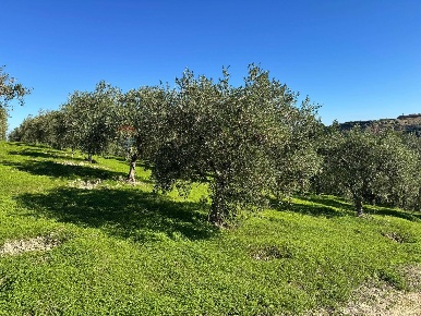 Foto Terreno agricolo in CDA IRPIETRO, Corigliano-Rossano Corigliano Scalo